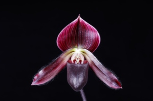 Paphiopedilum Odette's Infatuation Red Proton AM/AOS 81 pts.
